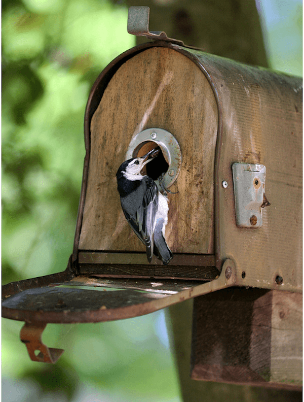 Remade mailbox bird house. source: carolynhietalanatureartpaintings 